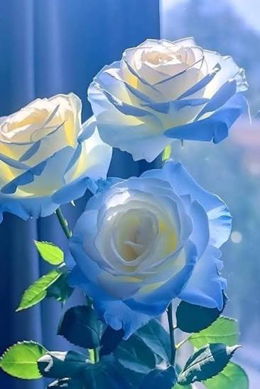 ساره اياد عبد عبدالرضا